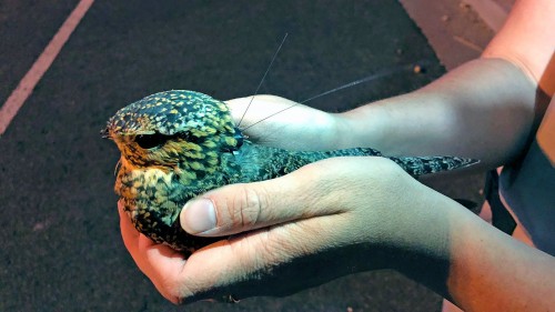 Smithsonian researchers fit a common nighthawk with a GPS transmitter.